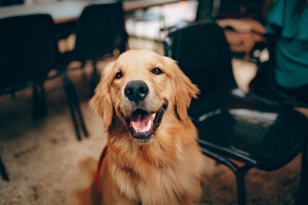 perro feliz